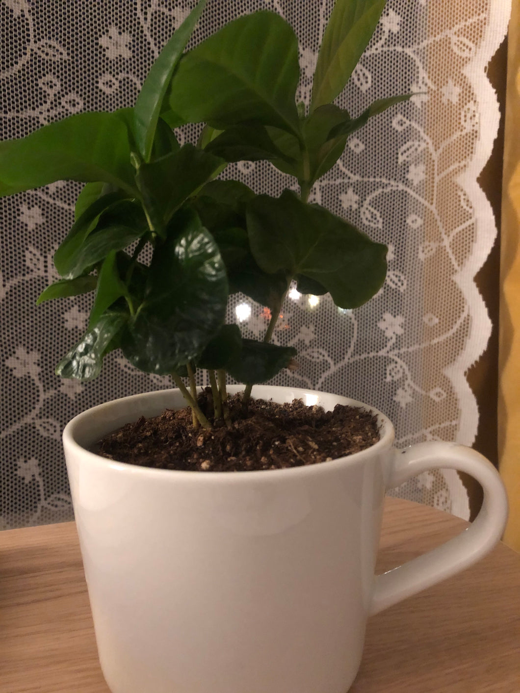 Coffee plant in the cup - out of stock, continue selling